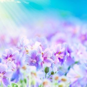 Meet your Posher, Anissa